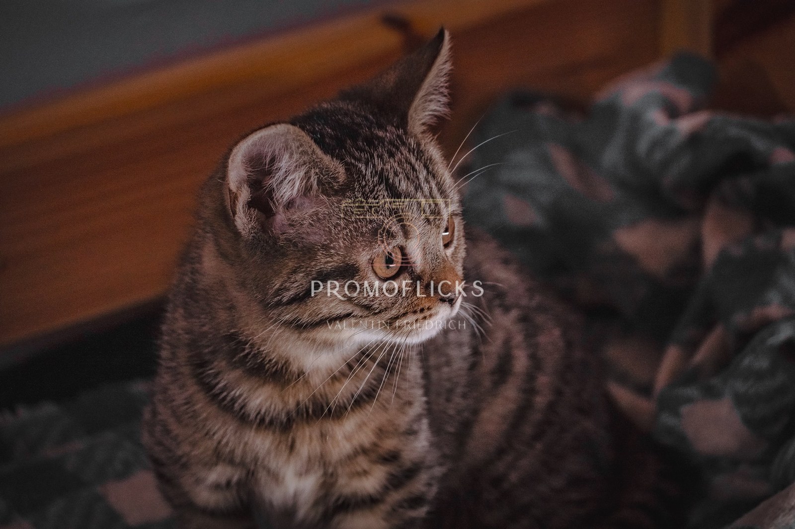 Tierfotografie – PromoFlicks