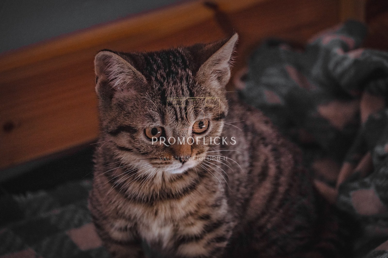 Tierfotografie – PromoFlicks