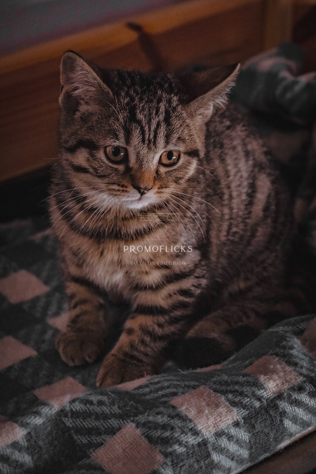 Tierfotografie – PromoFlicks
