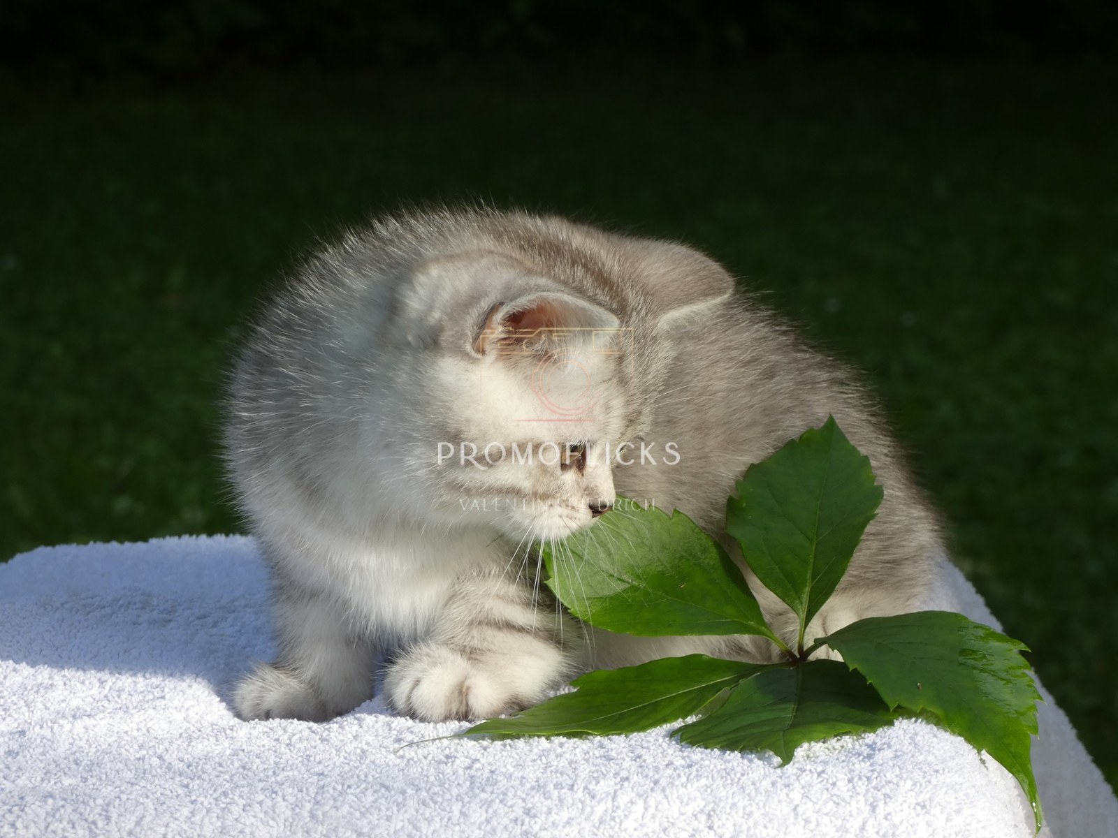 Tierfotografie – PromoFlicks