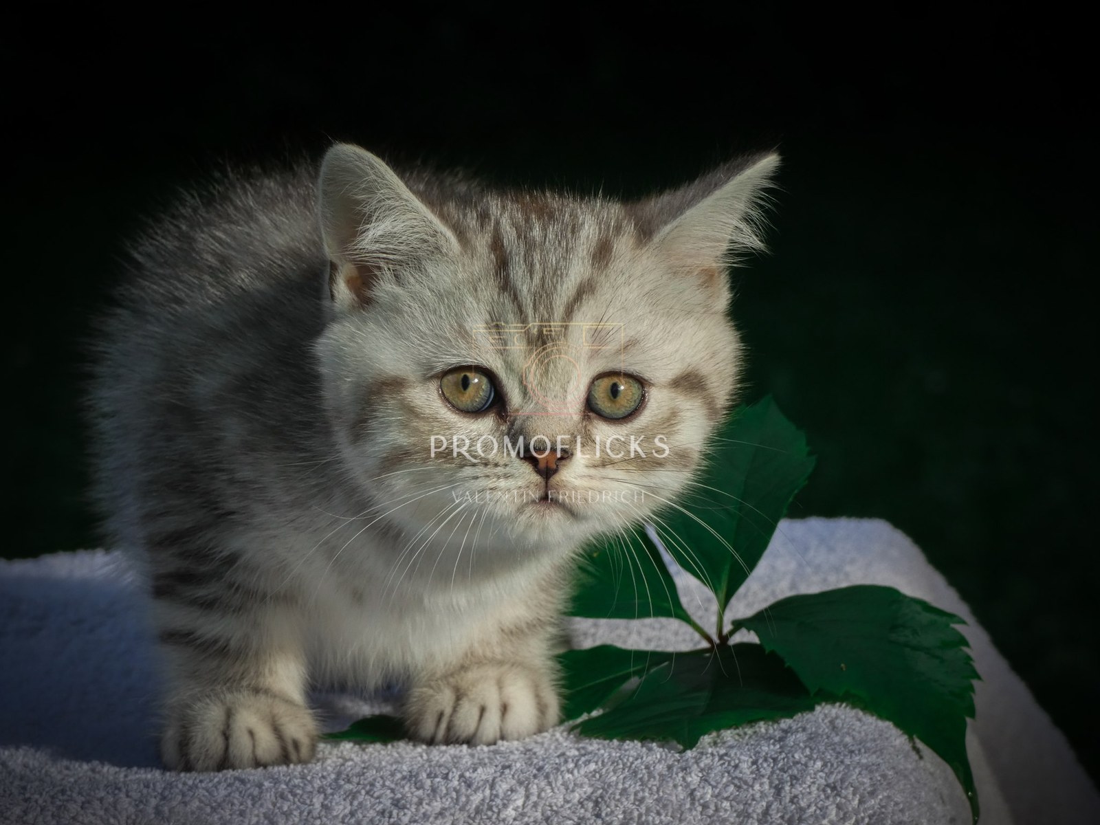 Tierfotografie – PromoFlicks