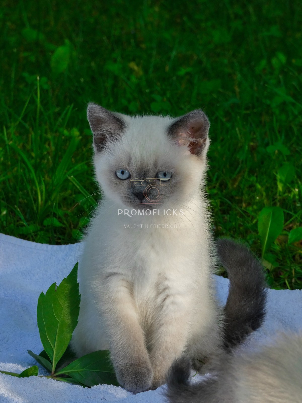 Tierfotografie – PromoFlicks